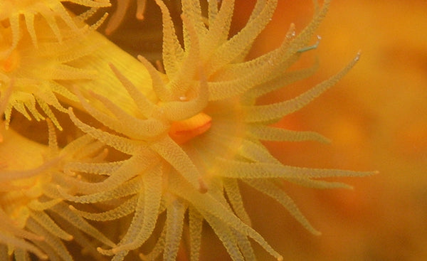 CORAL