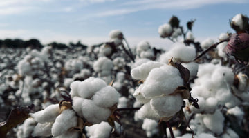 ¿Por qué elegir algodón orgánico?